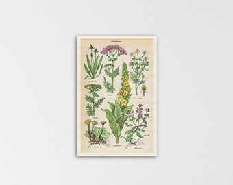 Vintage print collage wood print medicinal plants plants print on wood