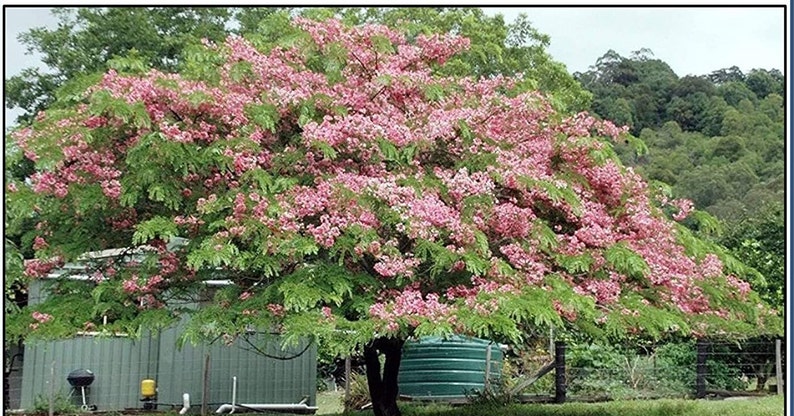 CASSIA nodosa Pink and White Shower Tree seeds image 1