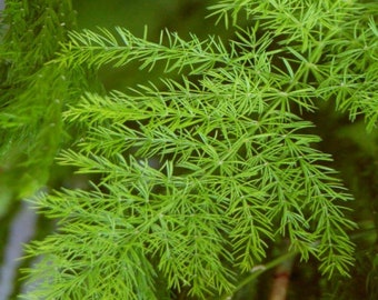 Asparagus racemosus Shatavari  seeds