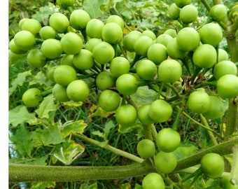 Solanum torvum Thai Pea Eggplant 50 - 200 seeds