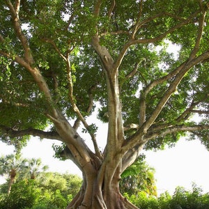 Ficus religiosa, Sacred Fig, Bo tree, Bodhi Tree or Peepal seeds image 2