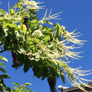 Oxydendrum Arboreum Sourwood, Sorrel Tree 100 - 12,000 Seeds - Etsy
