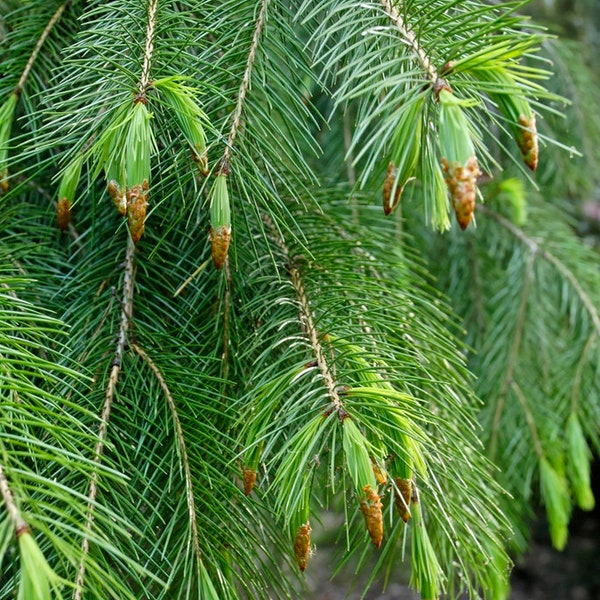 Picea smithiana Himalayan Spruce 750 seeds