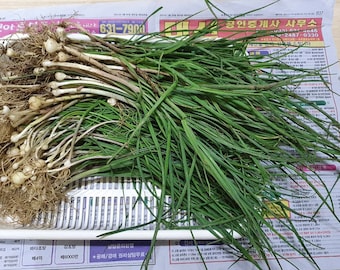 Allium monanthum Maxim. 달래 100 seeds, Harvested in 2023, in South Korea.