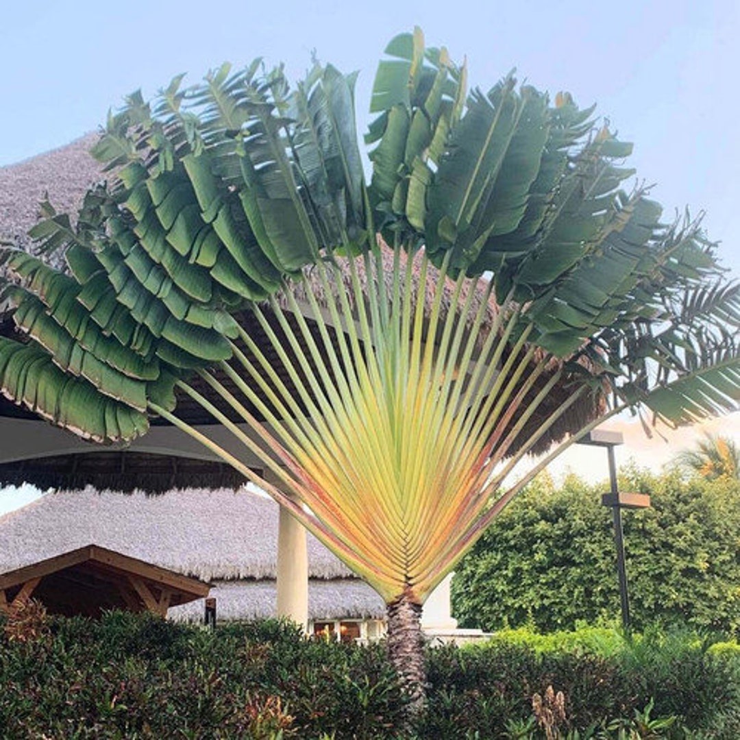 Ravenala Madagascariensis Tree China Manufacturer - China Ravenala  Madagascariensis, Ravenala Madagascariensis Tree