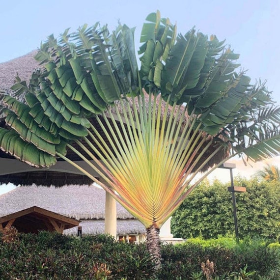 RAVENALA madagascariensis - Travelers Palm, seed, buy – Australian