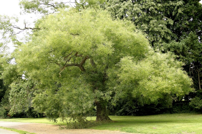 Sophora japonica Japanese pagoda tree 100 500 seeds image 1