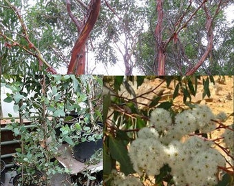 Eucalyptus coccifera  Tasmanian Snow Gum 25 seeds