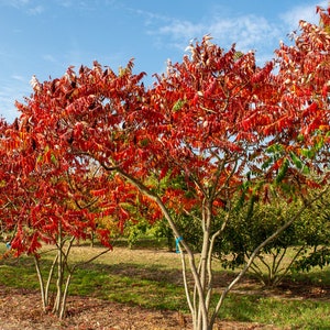 Rhus typhina Staghorn Sumac 1 000 Graines image 2