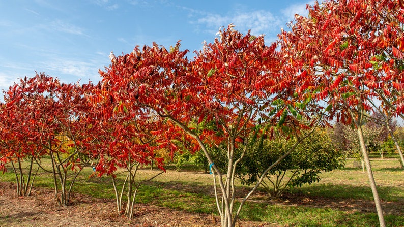 Rhus typhina Staghorn Sumac 1 000 Graines image 2