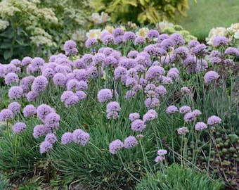 Allium senescens L 100 seeds aging onion 두메부추