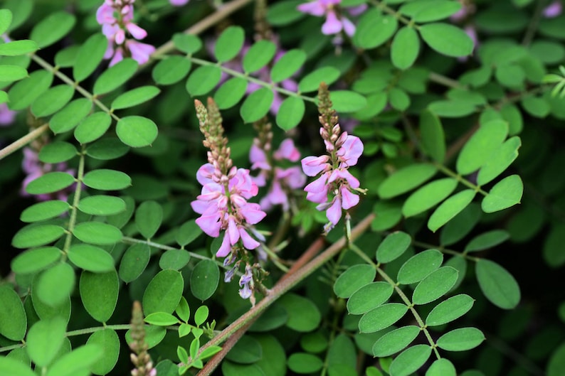 Indigofera tinctoria, True Indigo 150 1,000 seeds image 1