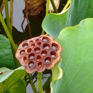 Nelumbo nucifera Sacred Lotus, Indian Lotus 15 seeds image 3