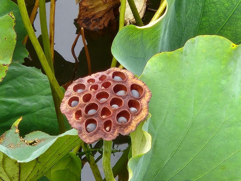 Nelumbo nucifera Sacred Lotus, Indian Lotus 15 seeds image 3