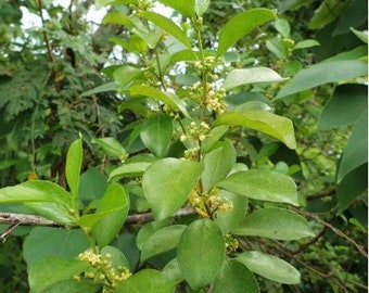 Gymnema sylvestre GYMNEMA Herb 25, 50, 100 Seeds