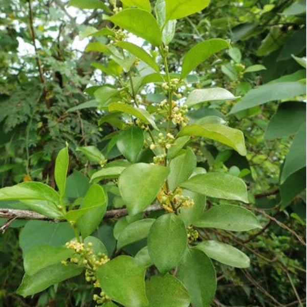 Gymnema sylvestre GYMNEMA Herb 25, 50, 100 Seeds