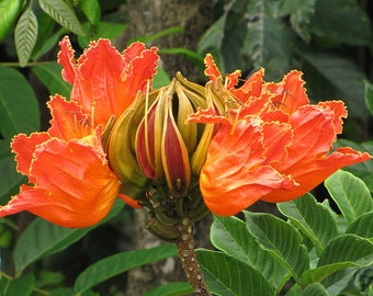 Spathodea campanulata Fountain Tree, African Tulip Tree, Pichkari or Nandi 300 seeds