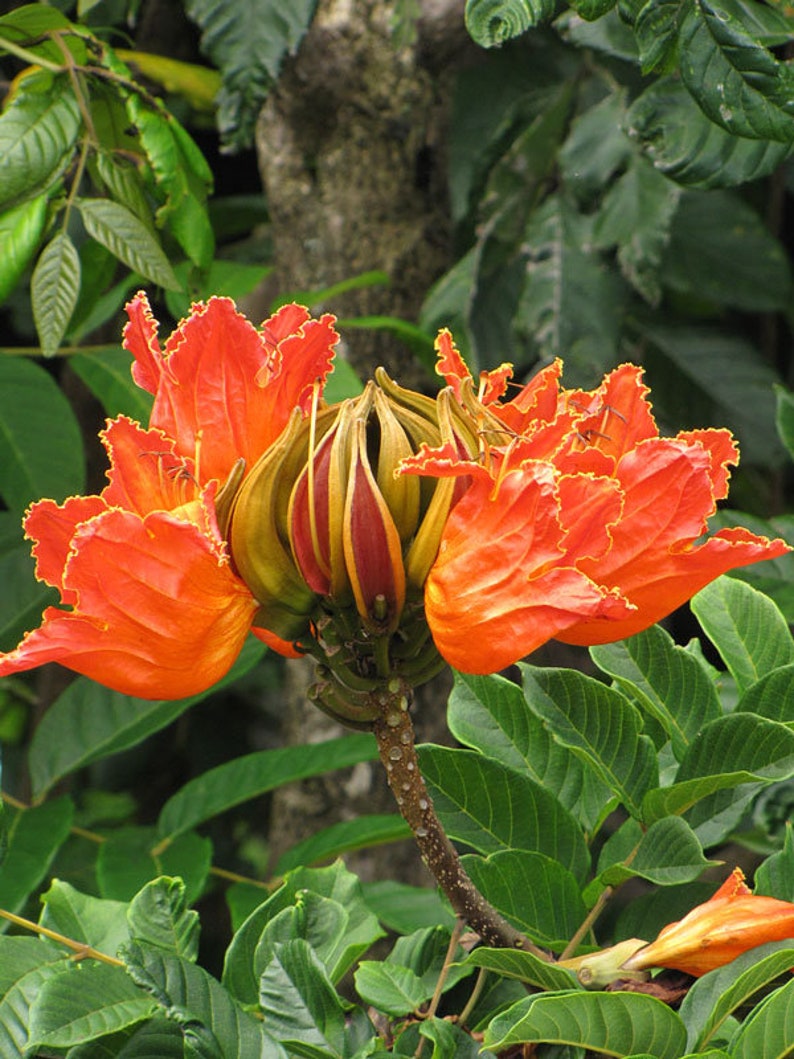 Spathodea campanulata Fountain Tree, African Tulip Tree, Pichkari or Nandi 300 seeds image 1