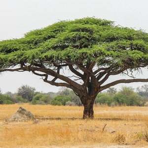 Acacia senegal Gum Arabic Tree seeds image 1