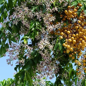 Melia Azedarach The Chinaberry, Persian lilac 50 seeds image 1