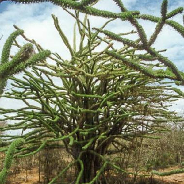 Alluaudia procera  Madagascar Ocotillo 30 seeds