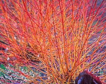 Cornus sanguinea 200, 400 seeds Blood Twig Dogwood