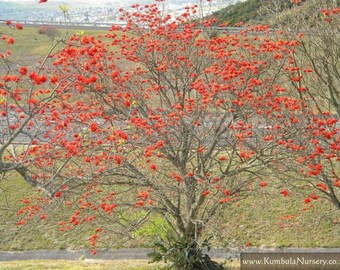 Erythrina lysistemon  Common Coral Tree 30 seeds