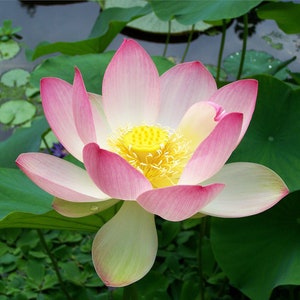 Nelumbo nucifera Sacred Lotus, Indian Lotus 15 seeds image 1
