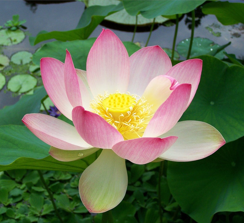 Nelumbo nucifera Sacred Lotus, Indian Lotus 15 seeds image 1