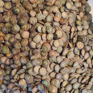 Acacia senegal Gum Arabic Tree seeds image 3