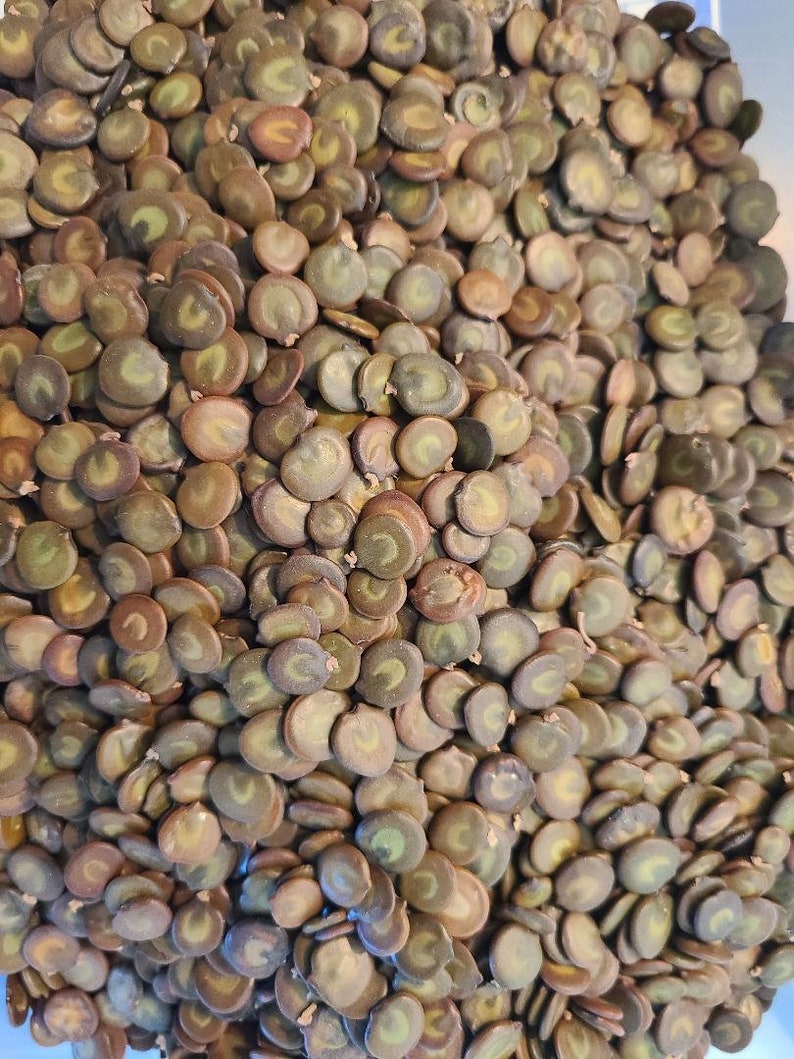 Acacia senegal Gum Arabic Tree seeds image 3