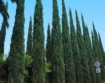 Cupressus sempervirens 200, 500, 1000 seeds Italian cypress