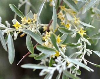 Elaeagnus angustifolia Russian olive tree seeds