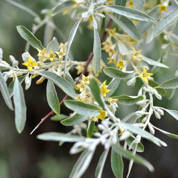 Elaeagnus angustifolia Russian olive tree seeds