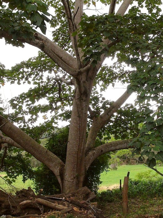 Ochroma Pyramidale Balsa Tree 25 Seeds Etsy