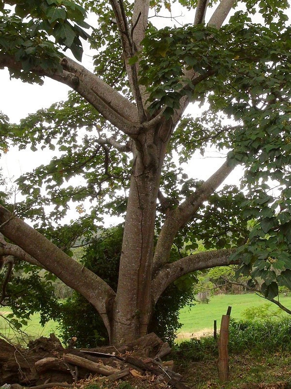 Ochroma Pyramidale Balsa Tree 25 Seeds - Etsy