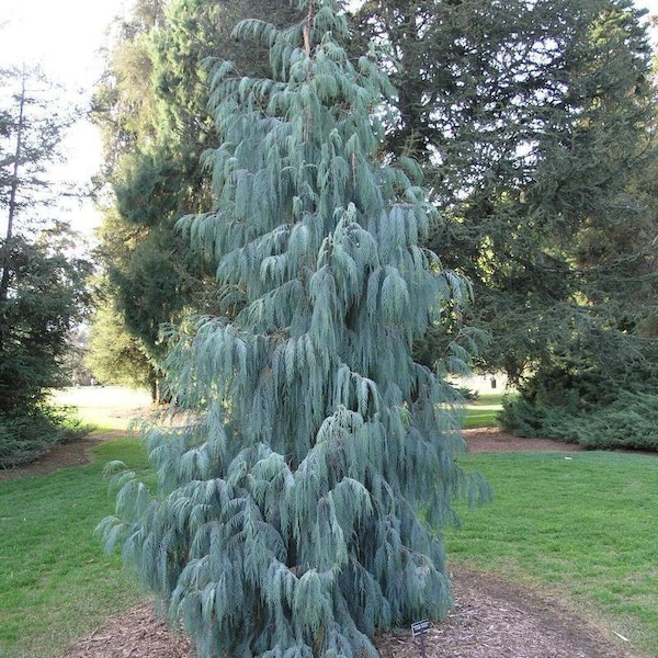 Cupressus cashmeriana Kashmir cypress bulk seeds