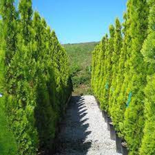 Thuja orientalis Oriental Arbor-Vitae 1,200 - 2,500 seeds