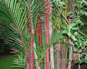 Cyrtostachys renda Sealing Wax Palm, Lipstick Palm 30 - 1,000 seeds