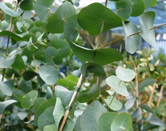 Eucalyptus perriniana  Spinning Gum bulk seeds