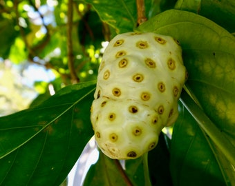 Morinda citrifolia Noni tailandés 25, 50 semillas