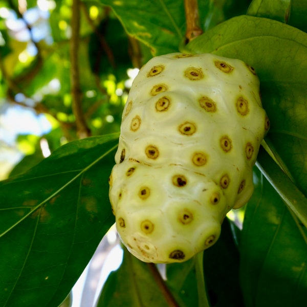 Morinda citrifolia Thai noni 25, 50 seeds