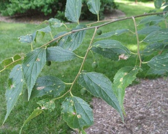 Celtis australis European nettle tree 100 seeds