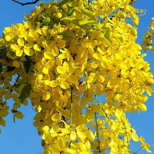 Cassia siamea bulk seeds, Senna siamea Siamese Cassia, Kassod Tree image 1