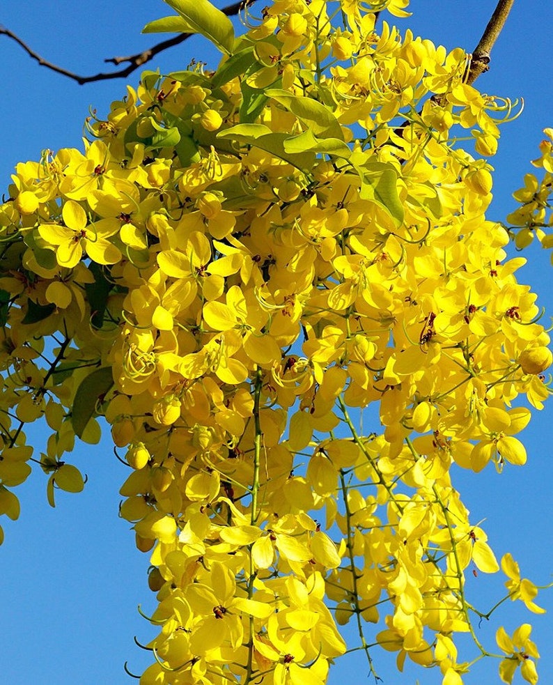 Cassia siamea bulk seeds, Senna siamea Siamese Cassia, Kassod Tree image 1