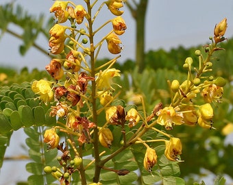 Caesalpinia sappan  False Sandalwood, Sappanwood 30 seeds