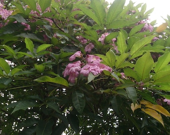 Tabebuia rosea Pink Trumpet tree, pink poui 50, 150 seeds