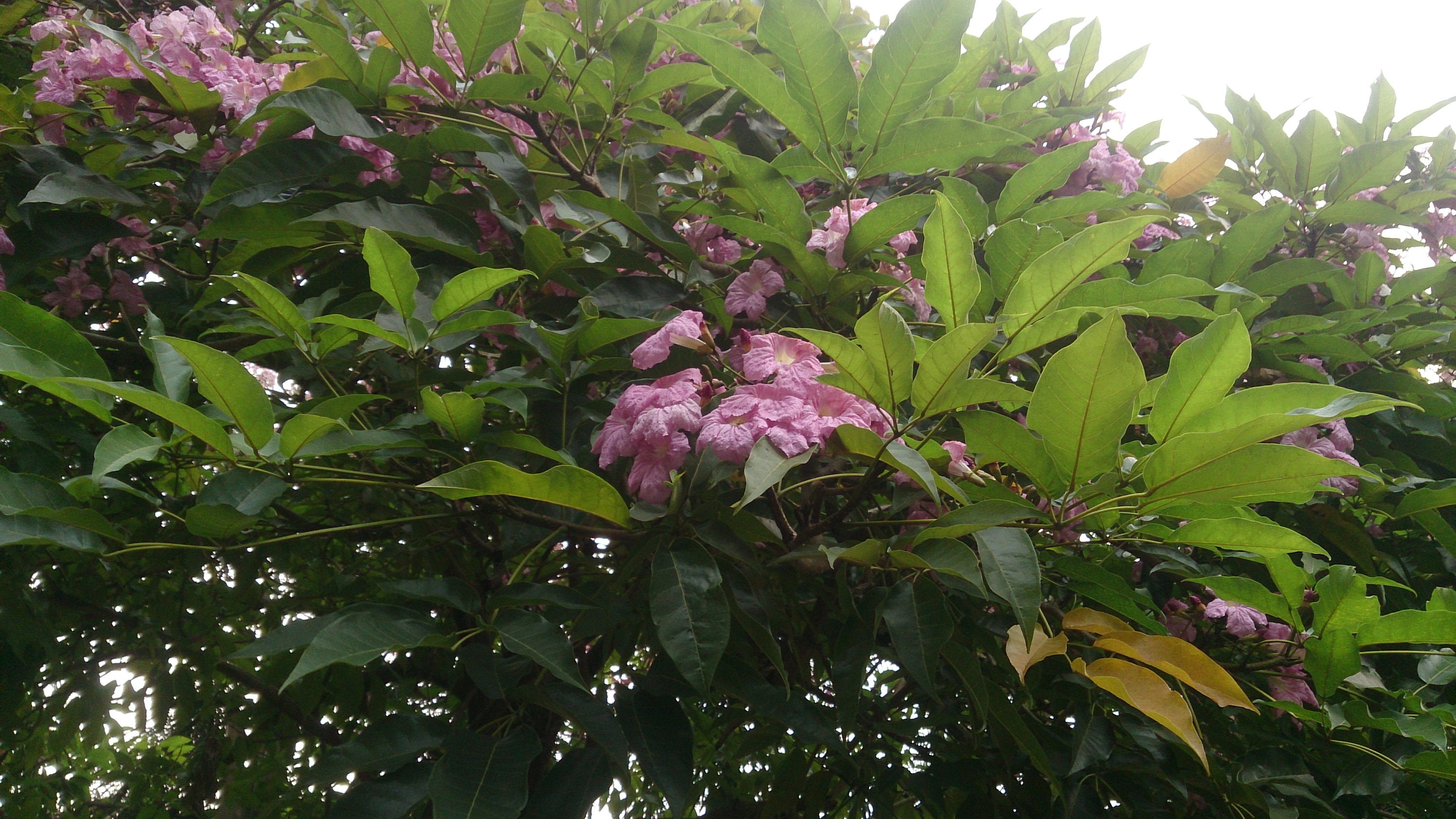 Tabebuia Rosea Pink Trumpet Tree, Pink Poui 50, 150 Seeds Etsy