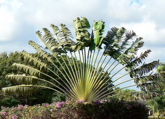 Ravenala Madagascariensis Travelers Palm Trees