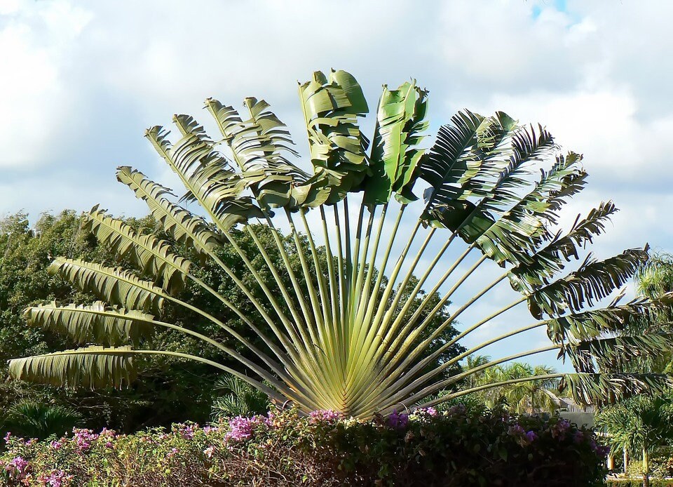 Ravenala madagascariensis, Traveler's Palm. - GardenCrafters
